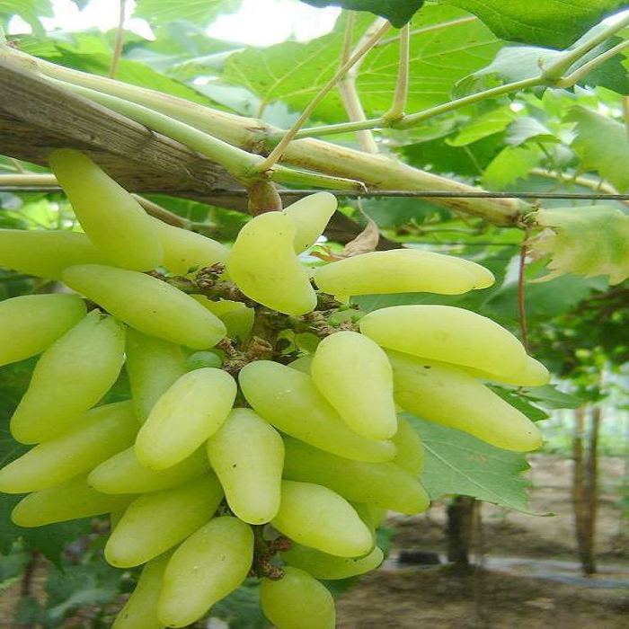 ����ָ����