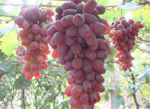 κ������