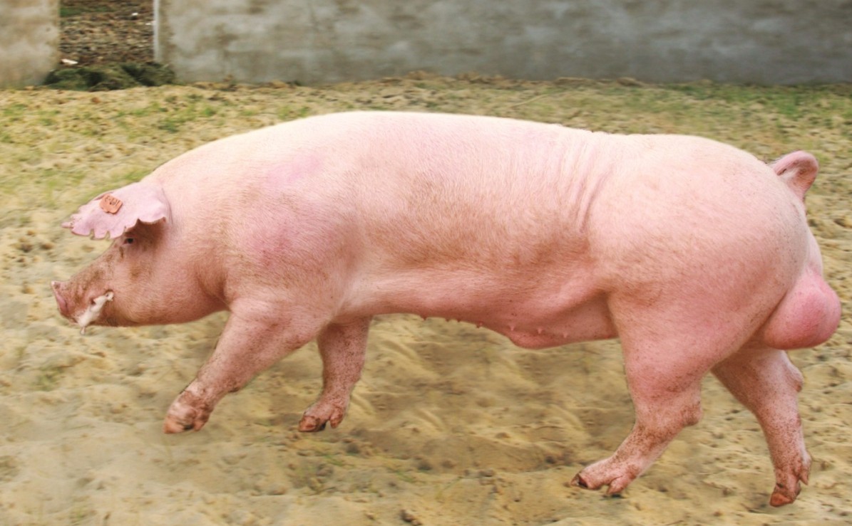 �L(zh��ng)�׷N�i